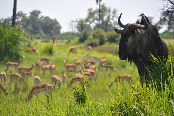 Reiche Tierwelt: